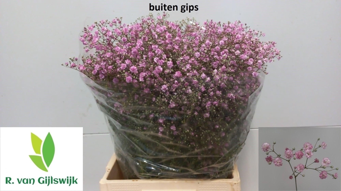 <h4>Gyps Pa My Pink</h4>