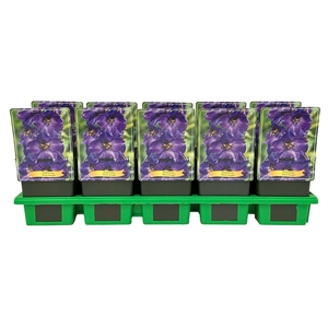 Delphinium Pacific Giant Black
