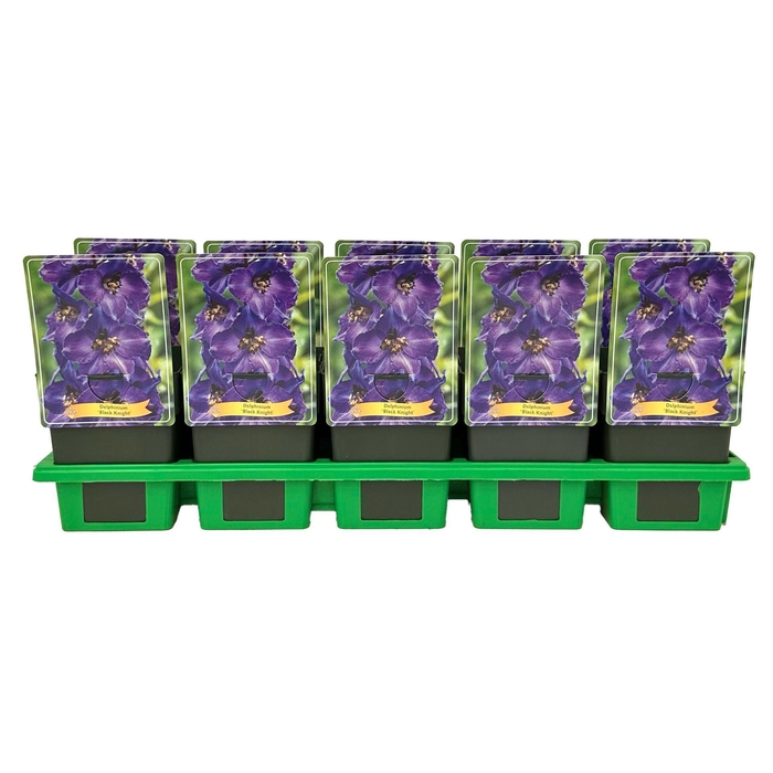 <h4>Delphinium Pacific Giant Black</h4>