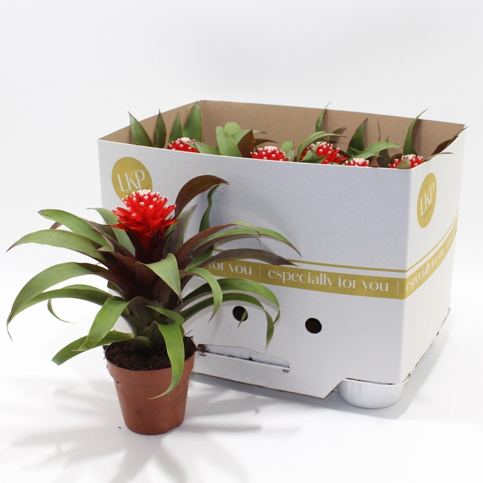 <h4>GUZM PRISCILLA</h4>