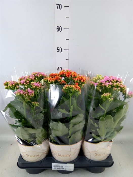 <h4>Kalanchoe   ...</h4>