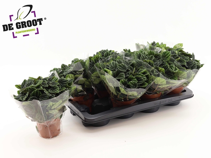 <h4>PEP CA LILIAN</h4>