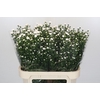 Aster Pretty Wendy