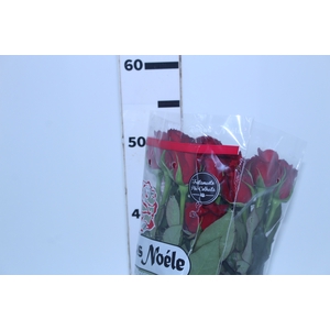 ROSA SAMOURAI 050 CM ESTUFA