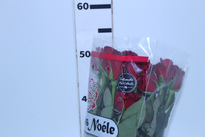 ROSA SAMOURAI 050 CM ESTUFA