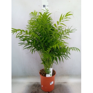 Chamaedorea elegans