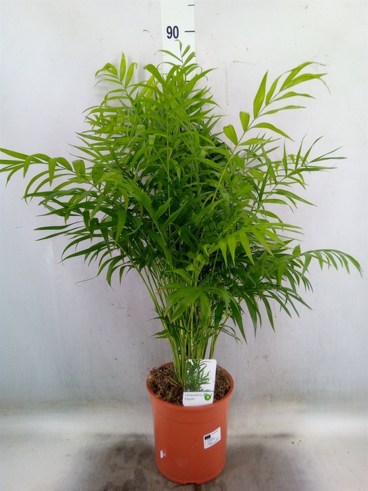 <h4>Chamaedorea elegans</h4>