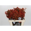 Rozenbottel Autumn Rosefruits