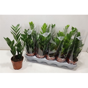 Zamio Zamiifolia