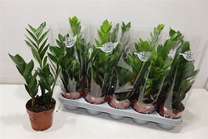 <h4>Zamio Zamiifolia</h4>