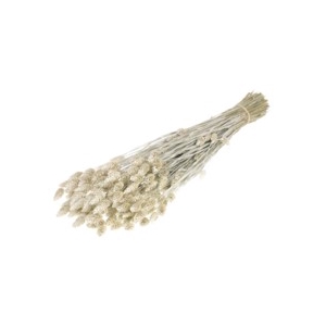.Phalaris white misty