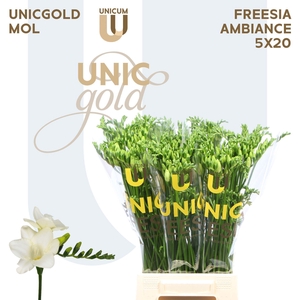 Freesia enk Ambiance