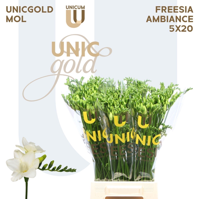 <h4>Freesia enk Ambiance</h4>