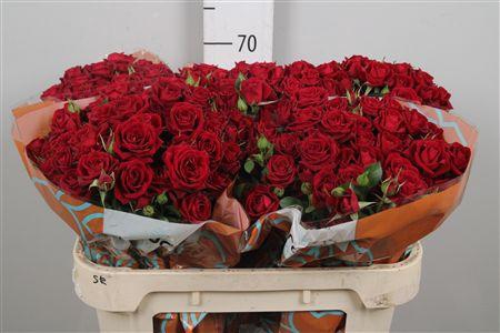 <h4>R Tr Rubicon</h4>