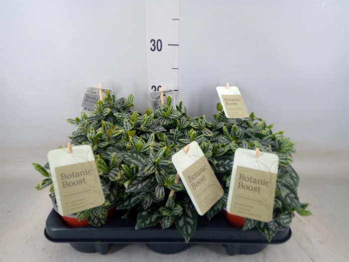 <h4>Pilea cadierei</h4>