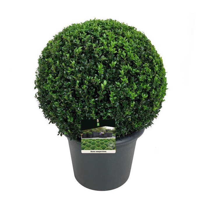 <h4>Buxus sempervirens</h4>