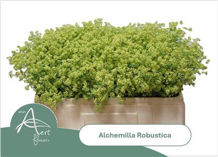 <h4>Alchimella Robusta</h4>