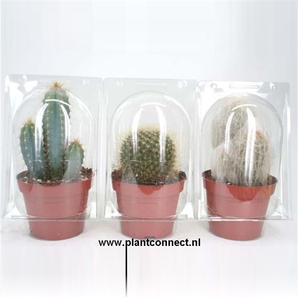 <h4>152 Solo Blister cactus 12 cm</h4>