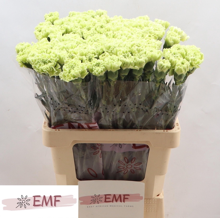 <h4>DI ST ALESSANDRIA</h4>