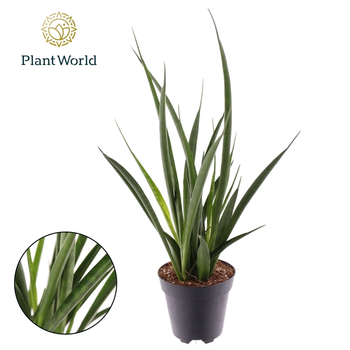<h4>Sansevieria Friends</h4>