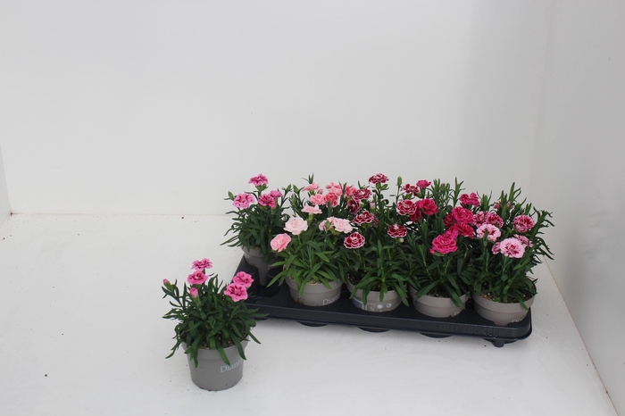 <h4>DIAN OSC GEM</h4>