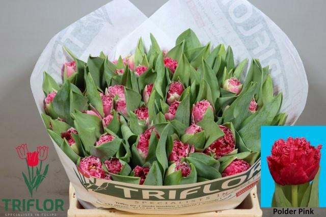 <h4>TU FR POLDER PINK</h4>