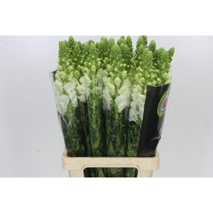 Antirrhinum Potomac White