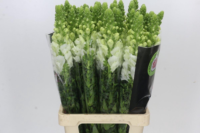 <h4>Antirrhinum Potomac White</h4>