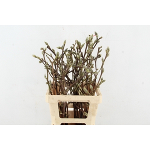 MAGNOLIA SUPERBA 60CM