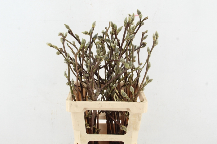 <h4>MAGNOLIA SUPERBA 60CM</h4>