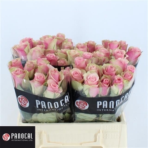 R GR BELLE ROSE