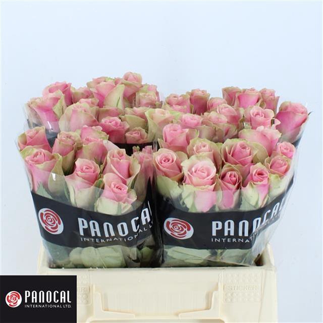 R GR BELLE ROSE