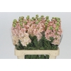 Matthiola Iron Apricot