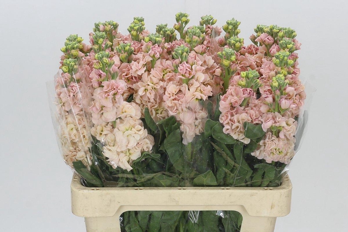 Matthiola Iron Apricot