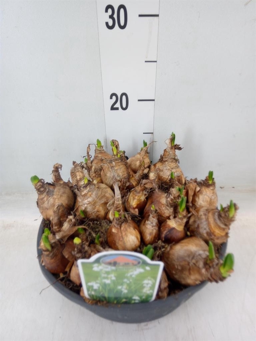 <h4>Leucojum aestivum</h4>