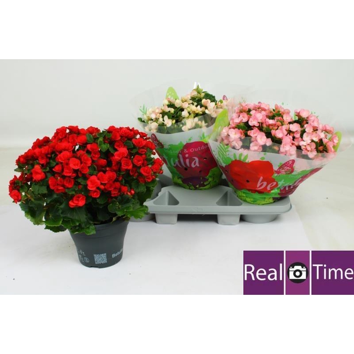 <h4>BEG EN BETULIA GEM</h4>
