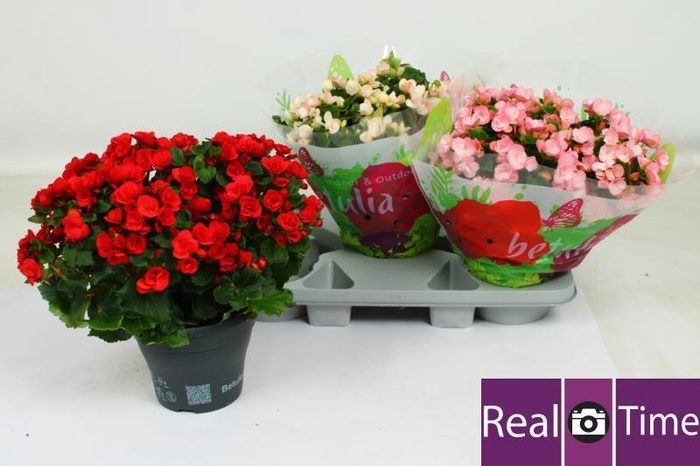 <h4>BEG EN BETULIA GEM</h4>