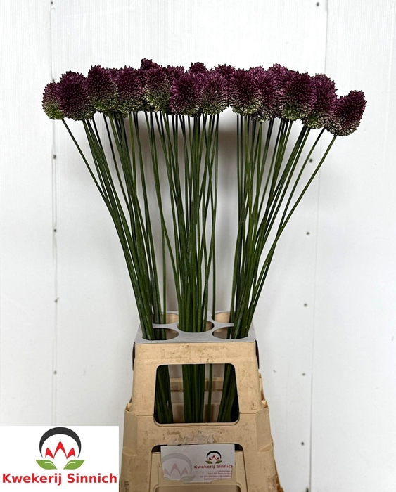<h4>ALLIUM SPHAEROCEPHAL</h4>