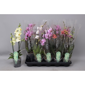PHAL MF GEM 5 KL