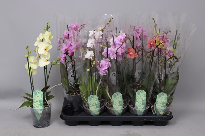 <h4>PHAL MF GEM 5 KL</h4>