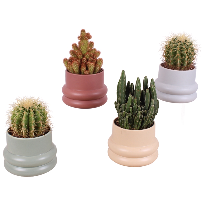 <h4>Cactus Gemengd Keramiek</h4>