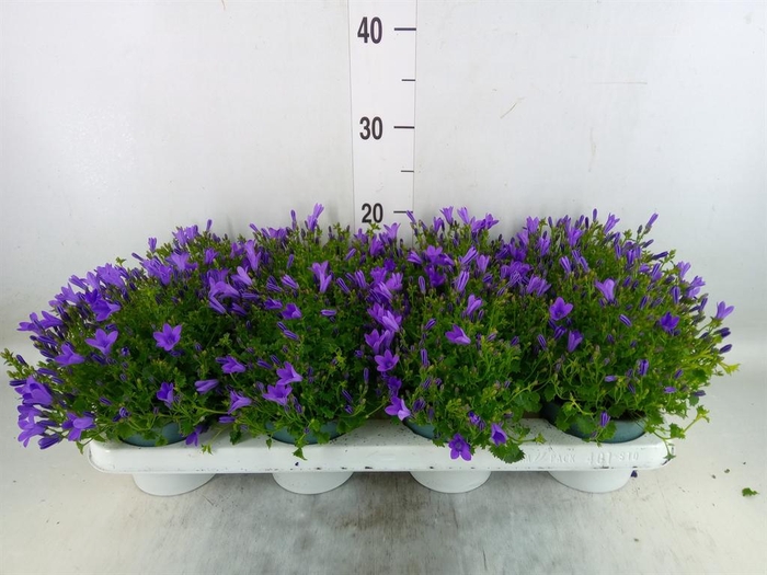 <h4>Campanula porten.</h4>
