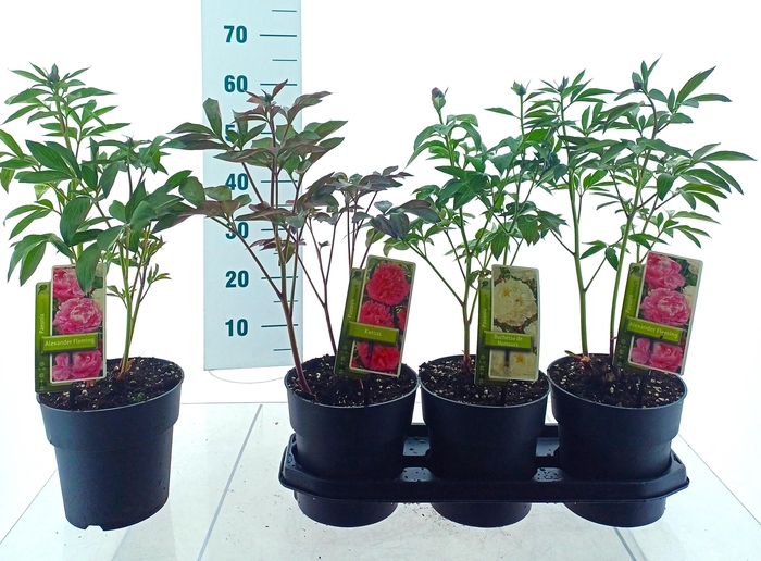 <h4>PAEONIA L GEM</h4>