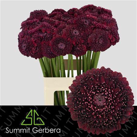 <h4>GE MI POM BLACK PEARL XXL</h4>