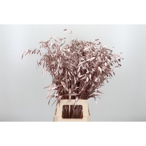 Chasmantium Kl Bh Champagne