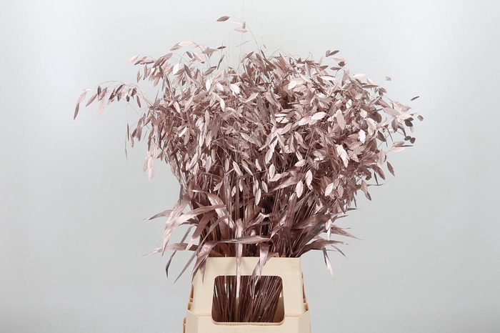 <h4>Chasmantium Kl Bh Champagne</h4>