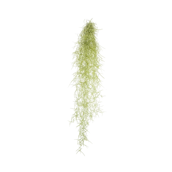 <h4>Tillandsia Usneoidus</h4>