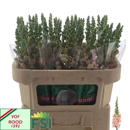 <h4>Antir Cool Pink</h4>