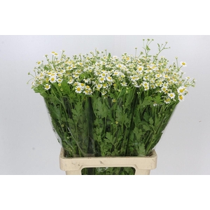 Tanacetum Camille