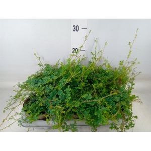 Selaginella uncinata 'Peacock'